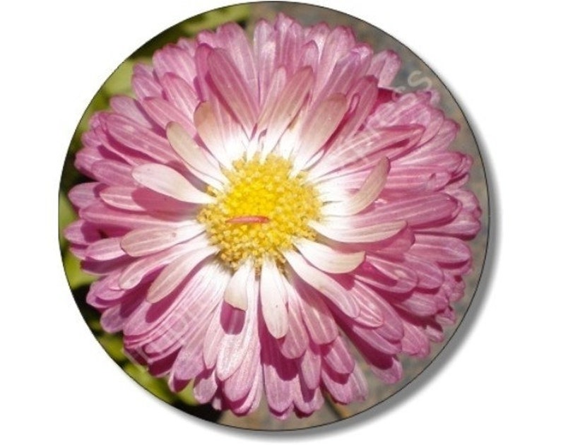 Pink Daisy Flower Round Mousepad image 1