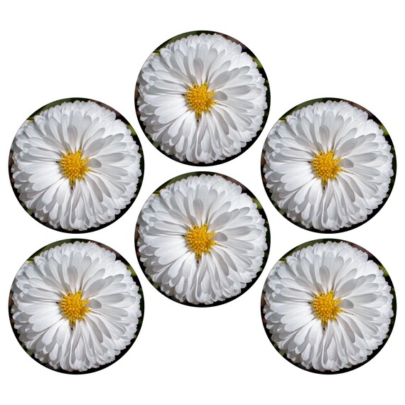 Glossy White Daisy Flower Round Cork Backed Coasters (Set of 6)