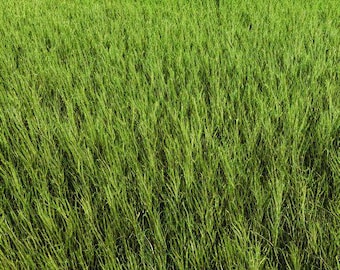 50 LB. High Quality Dessie Teff Grass - Fast Growing Warm-Season Annual Grass with High Nutritional Value for Grazing, Hay, and Silage.