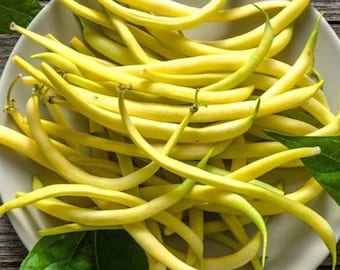 1 LB. Golden Wax Bush Bean Garden Seeds