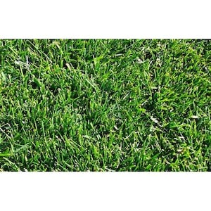 May include: A close-up view of a lush green lawn with short blades of grass.