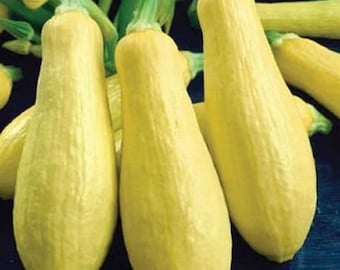1 OZ. Early Prolific Straightneck Summer Squash Garden Seeds