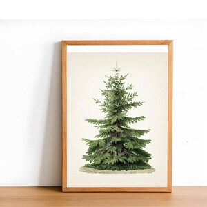 Vintage Christmas Tree Print, Pine Tree Antique Art, Botanical Winter PRINTABLE Art for Holiday Decor, Neutral Holiday Art Xtmas Wall art