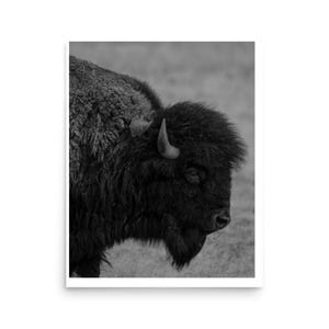 Buffalo Poster Print Black and White - Western Wildlife Photography - Bison Wall Art Print