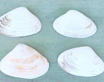 4 Large Clam Shells for Crafts Decoupage Crafting Supplies and Jewelry Holder Artists Large Shells for Crafting