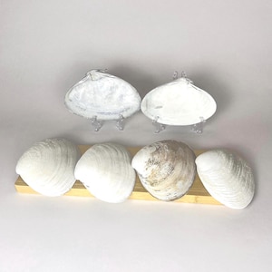 XL Jumbo Muscheln Muscheln zum Basteln Decoupage Handwerk Lieferungen und Schmuck Halter Künstler Große Muscheln zum Basteln Lieferungen Kunst Projekt Ideen