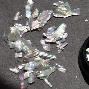 Könnte beinhalten: Eine Sammlung von irisierenden weißen und grauen Muschelstücken, einige mit Perlmutt-Glanz, verstreut auf einer grauen Oberfläche.