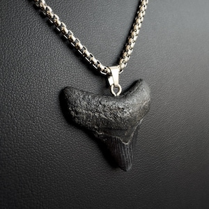 Megalodon Shark Tooth Necklace - Real Fossilized Tooth 1.26 inch /3.2cm  - black coloring / customizable chain