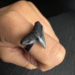 Pode incluir: Um anel com um dente de tubarão fossilizado como peça central. O dente é cinzento-escuro e preto com uma superfície texturada e uma ponta lisa. A banda do anel é feita de um metal simples, fino e prateado que envolve o dedo.