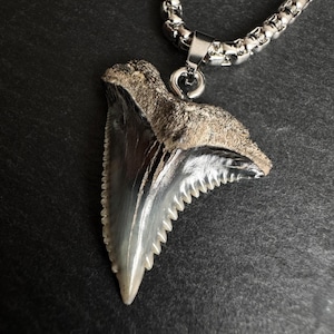 Real shark tooth necklace - Etsy 日本