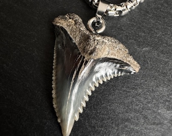 Collana con vero dente di squalo fossilizzato: ciondolo a forma di dente nodoso in acciaio inossidabile, risalente a 10-24 milioni di anni fa.
