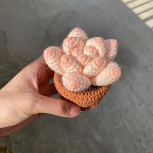 May include: A crocheted succulent plant in a brown pot. The succulent is pink and white and has a realistic appearance.
