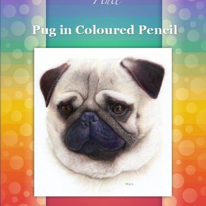 May include: A close-up portrait of a pug dog drawn in coloured pencil. The dog has a light brown coat, black nose, and dark brown eyes. The drawing is on a white background. The text "Pug in Coloured Pencil" is above the drawing. The text "Step by Step Art Tutorials www.karenhullart.com hullfamily1@bigpond.com" is below the drawing.