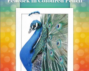 Peacock in Coloured Pencil Drawing Tutorial