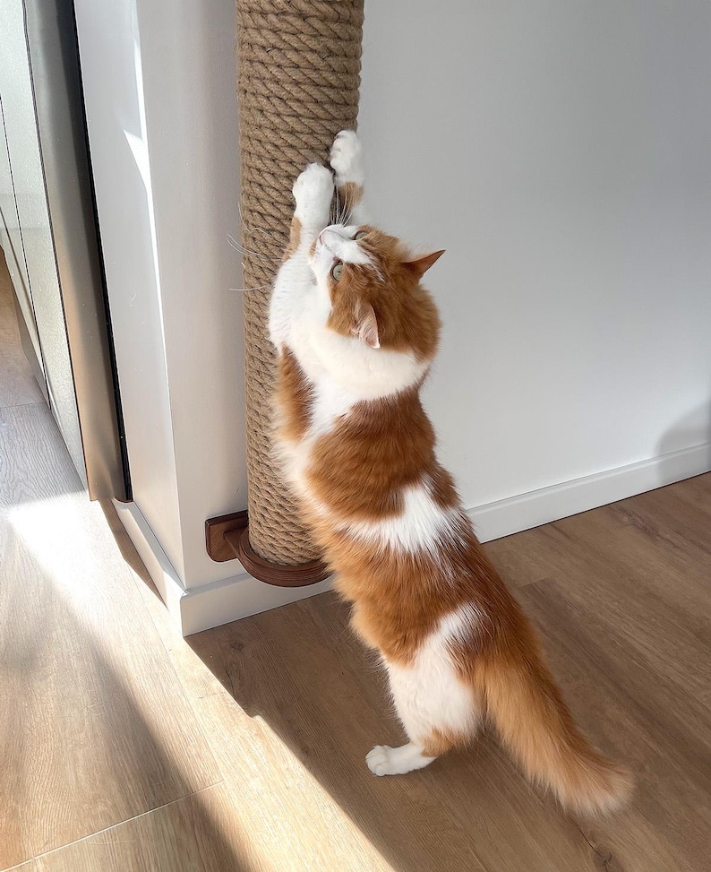 May include: A fluffy orange and white cat stands on its hind legs, stretching and clawing at a tall, brown, rope-wrapped cat scratching post. The cat is indoors, with a white wall and wooden floor in the background.