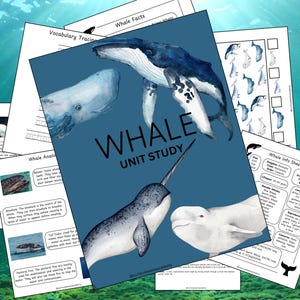 Eenheidsstudie walvis | 54 pagina's thuisonderwijs natuurstudie | Leerpakket voor de klas | Afdrukbaar educatief hulpmiddel | Vergelijking van walvissoorten