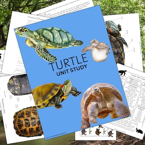 Estudio de la unidad sobre tortugas / Estudio de la naturaleza para la educación en casa (81 páginas) / Paquete de aprendizaje en el aula / Recursos educativos imprimibles / Comparación de especies de tortugas