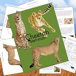 May include: A green background with the text "Cheetah Unit Study" in black. There are four images of cheetahs, one running, one sitting, and two standing. There are also several worksheets with information about cheetahs.