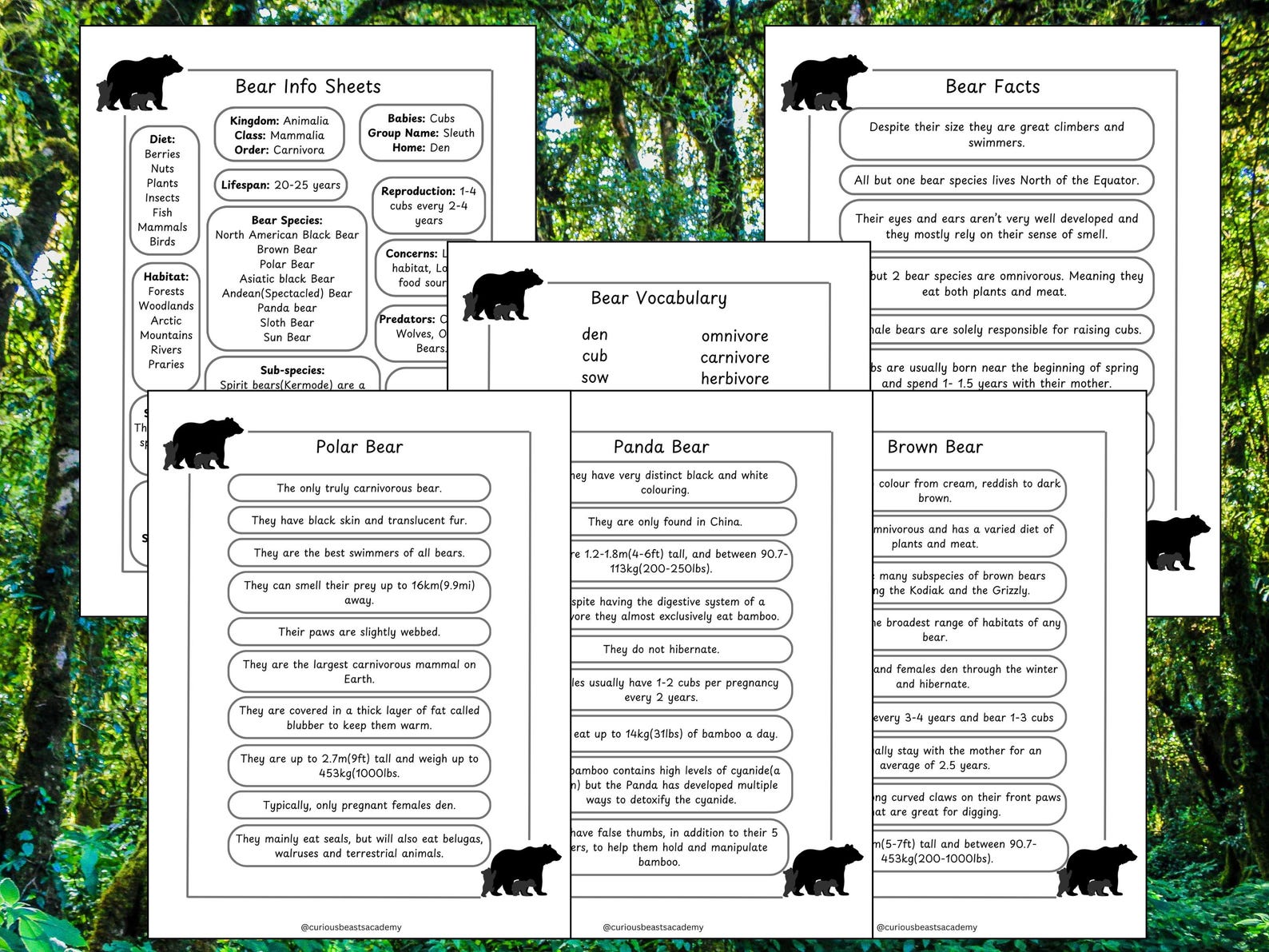 Bear Unit Study: Homeschool Nature Learning Pack (printable) - Etsy