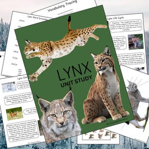 Lynx Unit Study | 56 Page Homeschool Nature Study | Classroom Learning Pack | Printable Educational Resources | Lynx Species Comparison