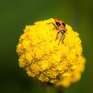 May include: A set of three ceramic nesting bowls in graduating sizes. The bowls feature a speckled, matte finish in shades of cream, light brown, and dark brown. The largest bowl measures approximately 8 inches in diameter.
