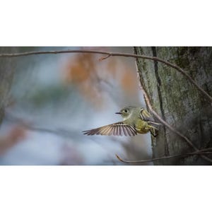 Ruby-gekroonde Kinglet Bird Art, zangvogelvluchtfotografie, bosrijke natuurdecor (digitale download)