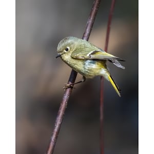 Ruby-gekroonde kinglet vogelfotografie, kleine zangvogel natuurfoto, wildlife kunst (digitale download)