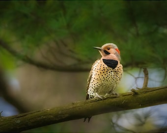 May include: A Northern Flicker bird perched on a tree branch. The bird has a red nape, a black bib, and a spotted belly. The background is blurred green foliage.