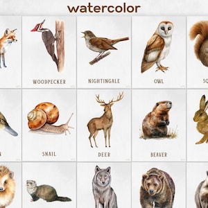 May include: Watercolor illustrations of various animals, including a fox, owl, squirrel, deer, and bear. Each animal is depicted in a realistic style with detailed fur and feathers. The word "watercolor" is at the top of the image, indicating the artistic medium.
