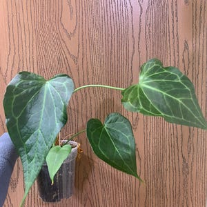 Anthurium delta force - Etsy 日本