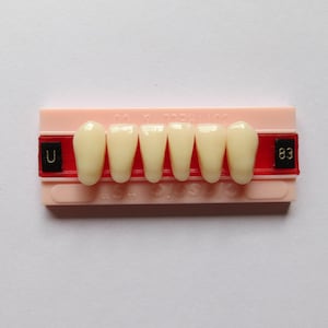 Vintage Denture Teeth Four Sets of 6 Lower Anteriors Acrylic Cottrell & Company