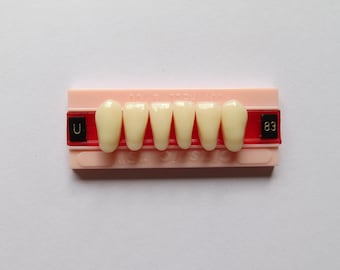 Vintage Denture Teeth Four Sets of 6 Lower Anteriors Acrylic Cottrell & Company