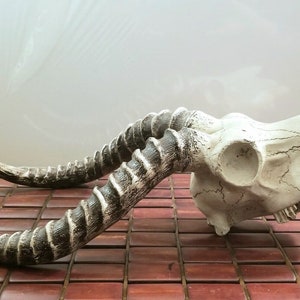 Life-size Resin Horned Antelope Skull Sculpture 17.5&quot;x9&quot;x5.25&quot;