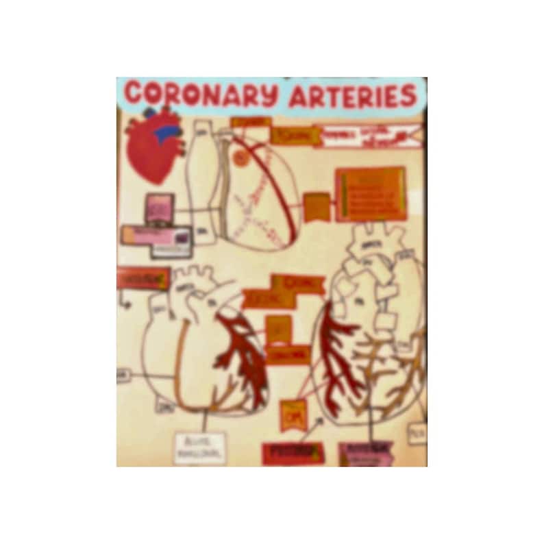 Coronary Arteries Diagram!! - Etsy