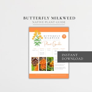 Guía de la planta Algodoncillo mariposa / Ficha de especies de flores nativas (Descarga digital)