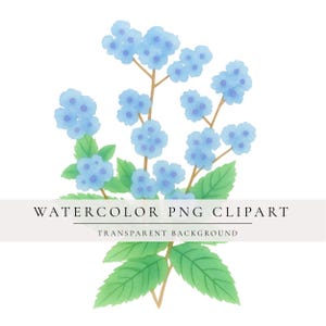 May include: Watercolor illustration of blue hydrangea flowers with green leaves and brown stems. The image includes the text "WATERCOLOR PNG CLIPART" and "TRANSPARENT BACKGROUND" on a light gray banner.