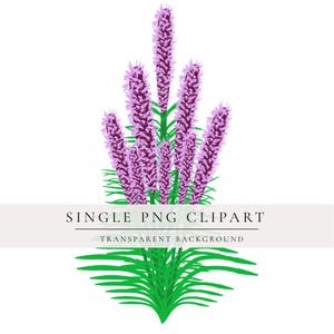 May include: A digital illustration of a cluster of purple liatris flowers with green stems and leaves. The image includes the text "SINGLE PNG CLIPART" and "TRANSPARENT BACKGROUND" on a white banner.