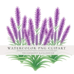 May include: Watercolor PNG clipart of lavender flowers. The image features multiple purple lavender flower stalks with green leaves at the base. The text "WATERCOLOR PNG CLIPART" and "TRANSPARENT BACKGROUND" are displayed on a white banner.