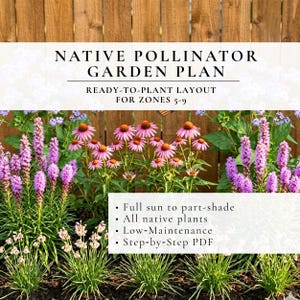 Plan de conception de jardin pour les pollinisateurs indigènes • Aménagement paysager nécessitant peu d'entretien • Plantes indigènes • Zones 5 à 9 • Mise en page PDF + liste des plantes