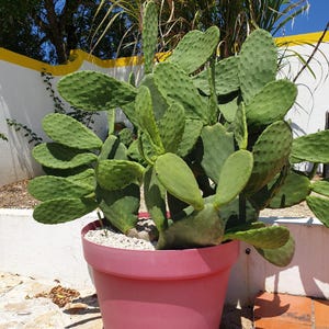 Opuntia Ficus Indica. Fruit with red flesh variety. 20cm or bigger cutting. Specialising in edible cacti fruit plants.