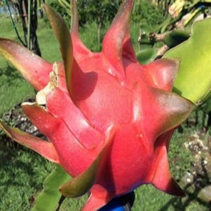 Guyute Dragon Fruit cutting for sale. Cutting of 20 to 40cm big.