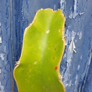 La Verne Red Dragon Fruit cutting for sale 20cm to 40cm big. Specialising in edible cacti fruit plants.