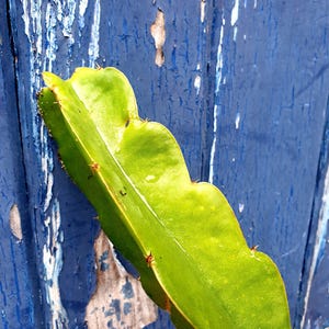 Shayna Dragon fruit cutting for sale, 20cm to 40cm. Specialising in edible cacti fruit plants.