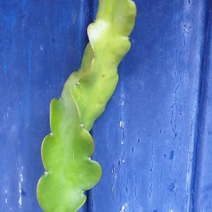 Florida Red dragonfruit cutting for sale. 20cm to 40cm  big.