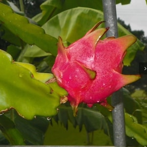 Thomson Dragonfruit variety cutting for sale, 20cm to 40cm big. Self-pollinating and Self-fertile variety.  White Flesh.