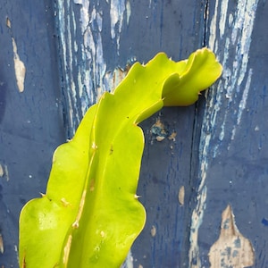 Rixford Dragon fruit cutting for sale, 20cm cm to 40cm or bigger. Specialising in edible cacti fruit plants.