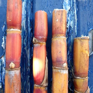 Saccharum Officinarum aka Sugarcane. You will receive 4 freshly cut organic sugarcane stalks of 25cm to 30cm each.