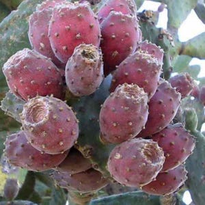 Opuntia Tomentosa cutting of about 20cm in size or bigger. Specialising in edible cacti fruit plants.