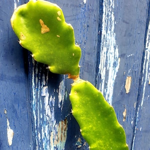 Makisupa Dragon fruit plant cuttings for sale, 20cm to 40cm big.