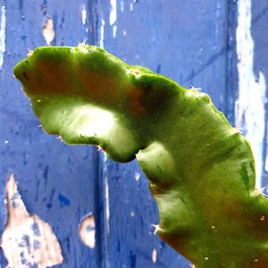 Purpusii Dragon Fruit plant cuttings for sale, 20cm to 40cm big. Specialising in edible cacti fruit plants.